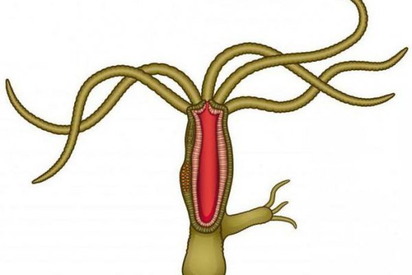 Kraken рабочий
